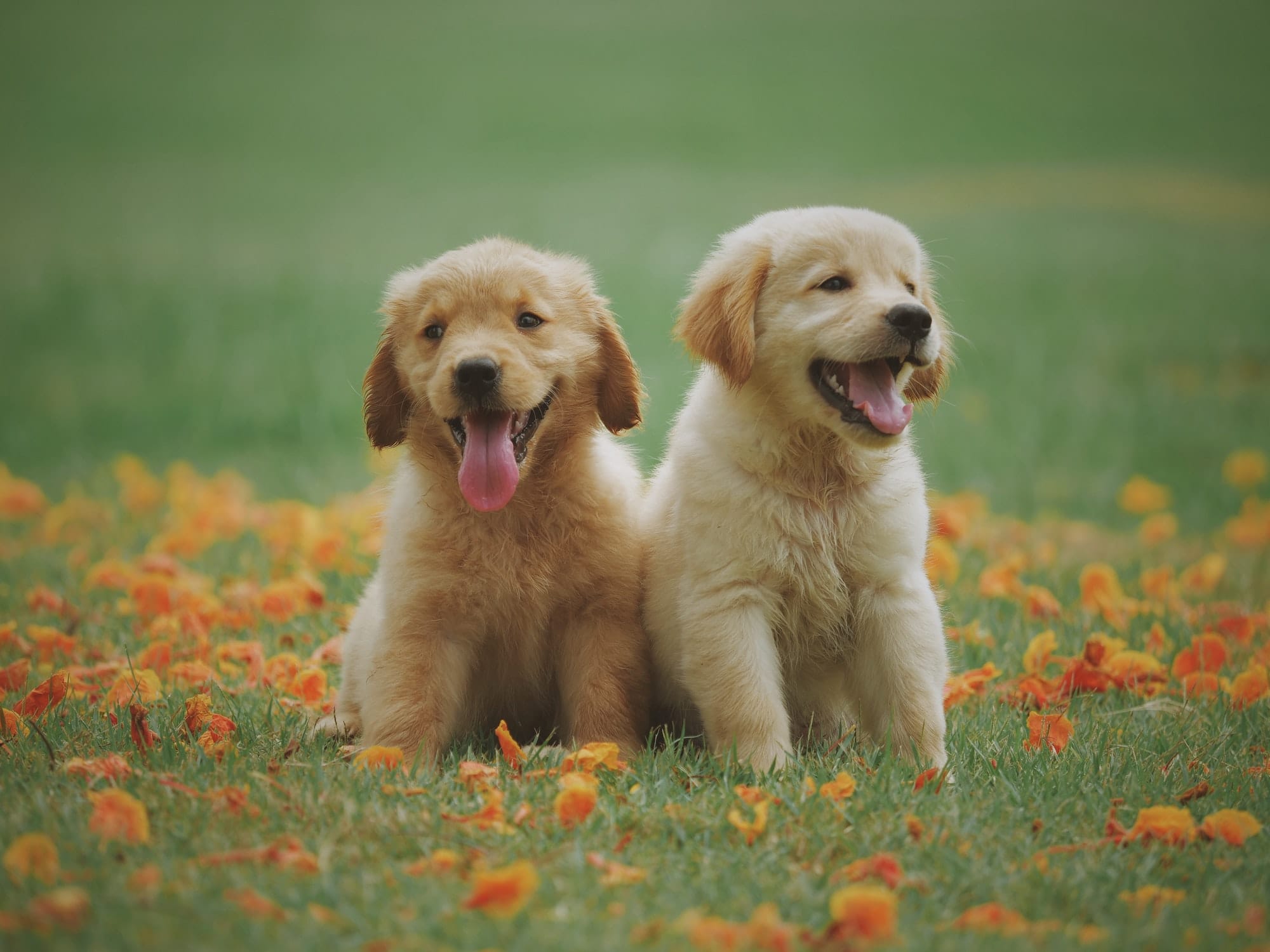 Puppies in field.